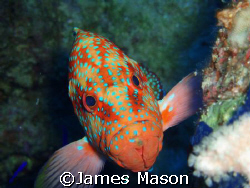 Coral Grouper...looking grumpy! by James Mason 
